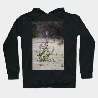 Purple Lupine in the Desert Oasis Hoodie